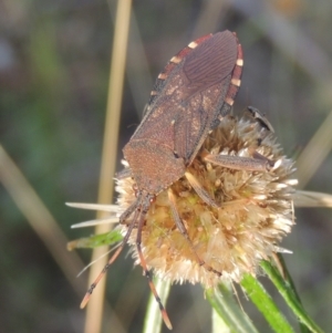 Amorbus sp. (genus) at Paddys River, ACT - 11 Feb 2021