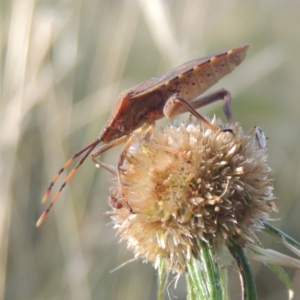 Amorbus sp. (genus) at Paddys River, ACT - 11 Feb 2021