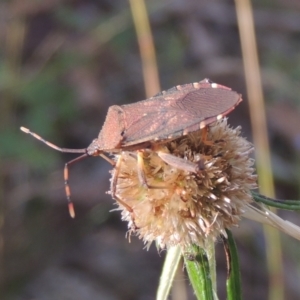 Amorbus sp. (genus) at Paddys River, ACT - 11 Feb 2021