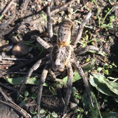 Tasmanicosa sp. (genus) (Unidentified Tasmanicosa wolf spider) at Point Hut to Tharwa - 1 Apr 2021 by oliviatorresan