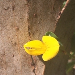 Lotus corniculatus (Birds-Foot Trefoil) at Murray Gorge, NSW - 6 Mar 2021 by NedJohnston