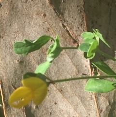Lotus corniculatus at Murray Gorge, NSW - 6 Mar 2021 03:45 PM