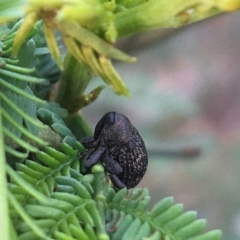 Cleogonini sp. (tribe) (Weevil) at Dryandra St Woodland - 28 Mar 2021 by Ned_Johnston