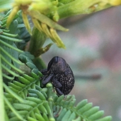 Cleogonini sp. (tribe) (Weevil) at O'Connor, ACT - 28 Mar 2021 by NedJohnston