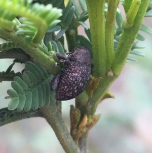 Cleogonini sp. (tribe) at O'Connor, ACT - 28 Mar 2021