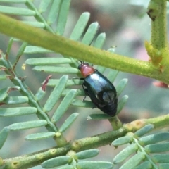 Adoxia benallae (Leaf beetle) at Forde, ACT - 30 Mar 2021 by NedJohnston