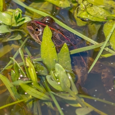 Limnodynastes tasmaniensis (Spotted Grass Frog) at Mount Ainslie - 25 Mar 2021 by trevsci