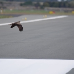 Milvus migrans at Canberra, ACT - 27 Mar 2021