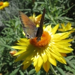 Jalmenus ictinus (Stencilled Hairstreak) at ANBG - 1 Apr 2021 by Christine