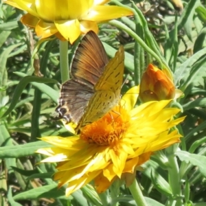 Jalmenus ictinus at Acton, ACT - 1 Apr 2021