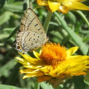 Jalmenus ictinus at Acton, ACT - 1 Apr 2021