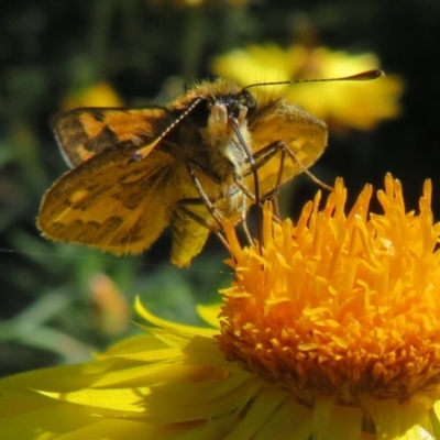 Ocybadistes walkeri (Green Grass-dart) at Acton, ACT - 1 Apr 2021 by Christine