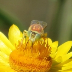 Bembix sp. (genus) (Unidentified Bembix sand wasp) at Acton, ACT - 1 Apr 2021 by Christine