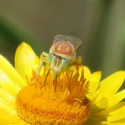 Bembix sp. (genus) (Unidentified Bembix sand wasp) at Acton, ACT - 1 Apr 2021 by Christine