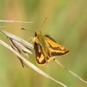 Ocybadistes walkeri at Kambah, ACT - 30 Mar 2021