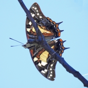 Charaxes sempronius at Coree, ACT - 1 Apr 2021