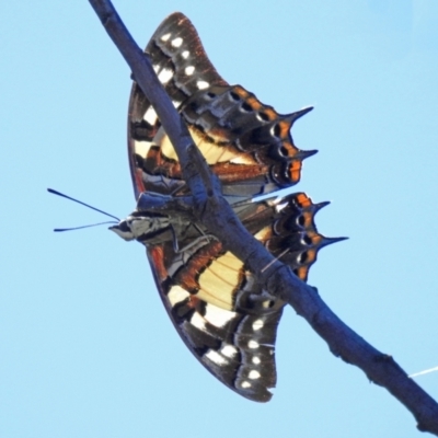 Charaxes sempronius (Tailed Emperor) at Coree, ACT - 1 Apr 2021 by JohnBundock