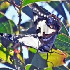 Charaxes sempronius at Coree, ACT - 1 Apr 2021