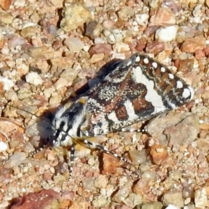 Apina callisto at Coree, ACT - 1 Apr 2021 02:26 PM