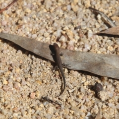 Pseudemoia entrecasteauxii (Woodland Tussock-skink) at Namadgi National Park - 31 Mar 2021 by ChrisHolder