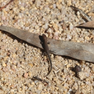 Pseudemoia entrecasteauxii at Mount Clear, ACT - 1 Apr 2021