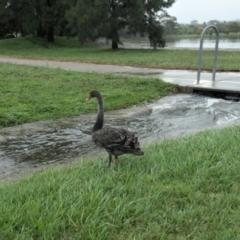 Cygnus atratus (Black Swan) at Yerrabi Pond - 1 Apr 2021 by TrishGungahlin