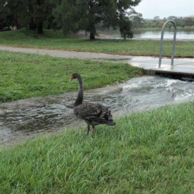 Cygnus atratus (Black Swan) at Forde, ACT - 1 Apr 2021 by TrishGungahlin