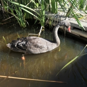 Cygnus atratus at Forde, ACT - 1 Apr 2021