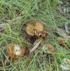 Paxillus involutus (Brown roll-rim) at Evatt, ACT - 1 Apr 2021 by michaelh