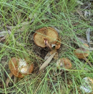 Paxillus involutus at Evatt, ACT - 1 Apr 2021 05:14 PM