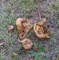 Paxillus involutus at Evatt, ACT - 1 Apr 2021 05:14 PM