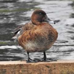 Aythya australis (Hardhead) at Sullivans Creek, Lyneham South - 27 Mar 2021 by JohnBundock