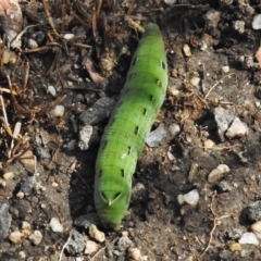 Hippotion scrofa (Coprosma Hawk Moth) at Tidbinbilla Nature Reserve - 28 Mar 2021 by JohnBundock