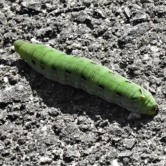 Hippotion scrofa at Paddys River, ACT - 28 Mar 2021 02:34 PM