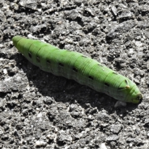 Hippotion scrofa at Paddys River, ACT - 28 Mar 2021