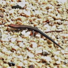 Lampropholis delicata (Delicate Skink) at Gigerline Nature Reserve - 25 Mar 2021 by JohnBundock