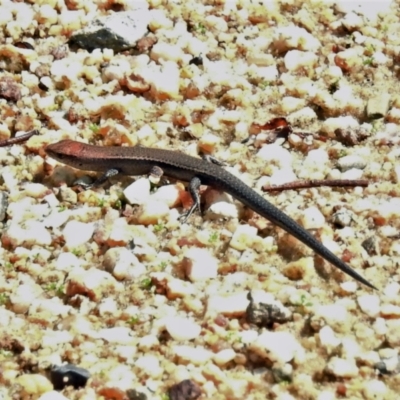 Lampropholis delicata (Delicate Skink) at Tennent, ACT - 25 Mar 2021 by JohnBundock