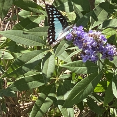 Graphium choredon (Blue Triangle) at Bellmount Forest, NSW - 11 Feb 2021 by flutterbye