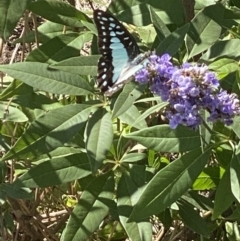 Graphium choredon (Blue Triangle) at Bellmount Forest, NSW - 11 Feb 2021 by flutterbye