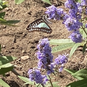 Graphium choredon at Bellmount Forest, NSW - 11 Feb 2021