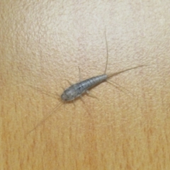 Lepismatidae (family) (A silverfish) at West Wodonga, VIC - 31 Mar 2021 by Kyliegw