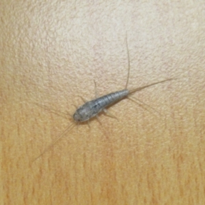 Lepismatidae (family) at West Wodonga, VIC - 1 Apr 2021 09:30 AM