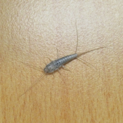 Lepismatidae (family) (A silverfish) at Wodonga - 31 Mar 2021 by Kyliegw