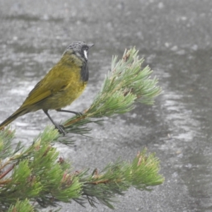 Nesoptilotis leucotis at Murrumbateman, NSW - 22 Mar 2021 10:09 AM