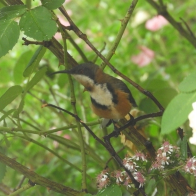 Acanthorhynchus tenuirostris (Eastern Spinebill) at Murrumbateman, NSW - 22 Mar 2021 by SimoneC