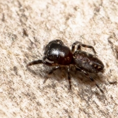 Adoxotoma sp. (genus) (A jumping spider) at Black Mountain - 31 Mar 2021 by Roger