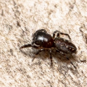 Adoxotoma sp. (genus) at Bruce, ACT - 1 Apr 2021