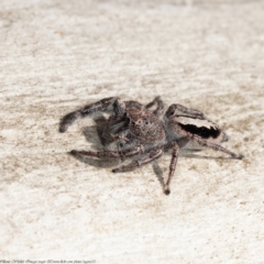 Sandalodes superbus (Ludicra Jumping Spider) at Bruce, ACT - 1 Apr 2021 by Roger