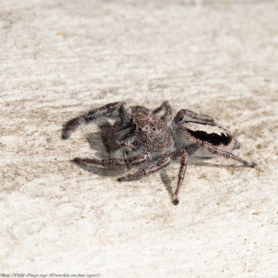 Sandalodes superbus (Ludicra Jumping Spider) at Bruce, ACT - 1 Apr 2021 by Roger
