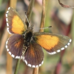 Lucia limbaria (Chequered Copper) at Hawker, ACT - 1 Apr 2021 by RobParnell